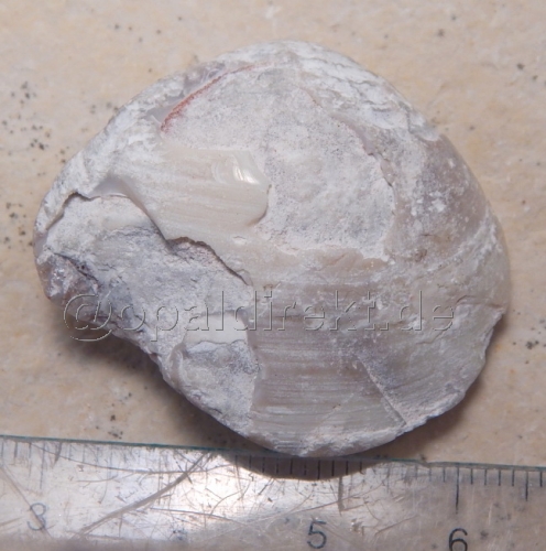 Opalisierte-Opal-Muschel - Video