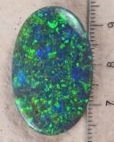 Harlequin Schwarzopal - Video